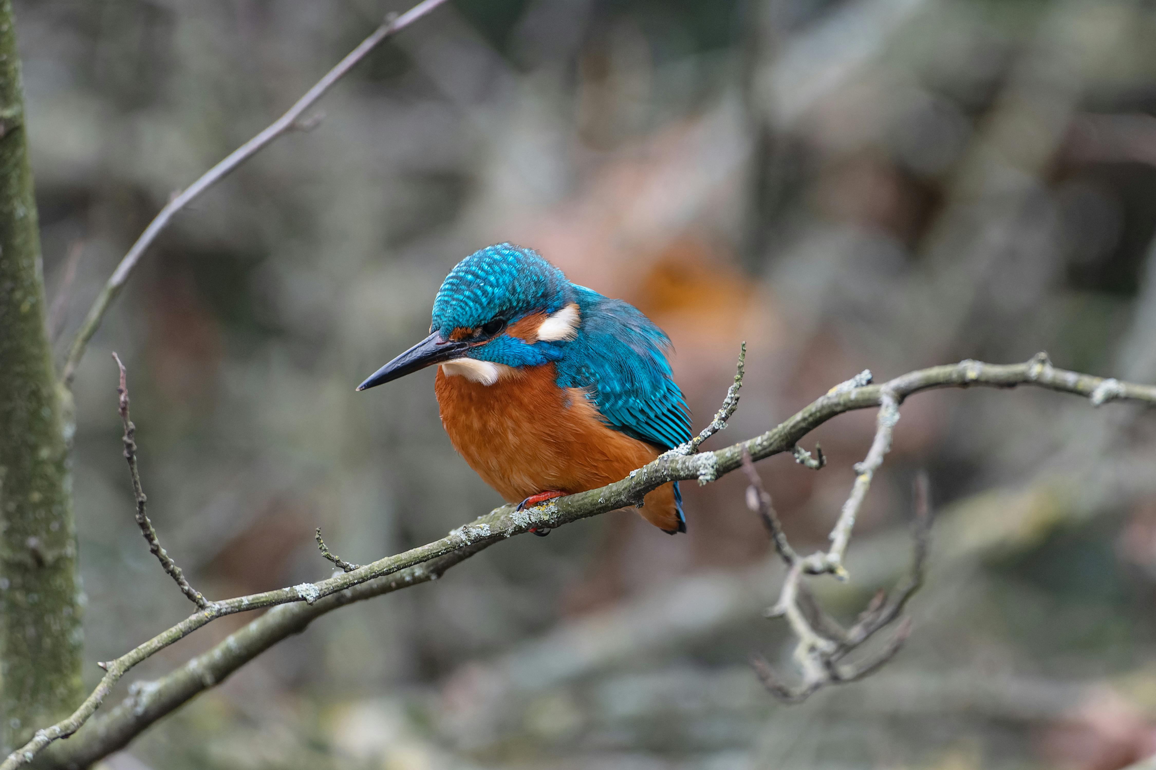 bird_07_14810089.jpg