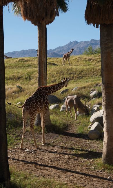 animals_10_35440600.jpg