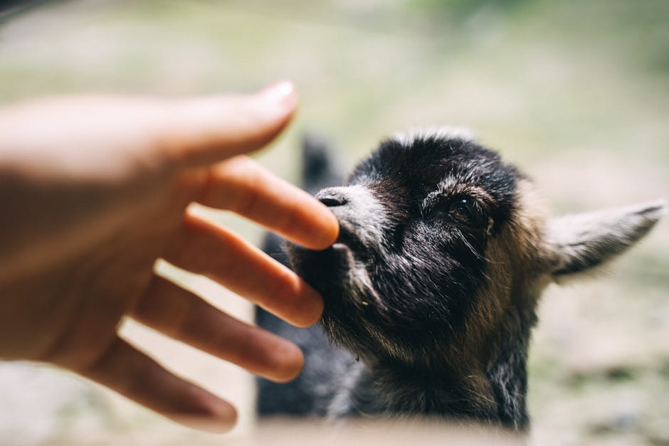 animals_11_6796571.jpg