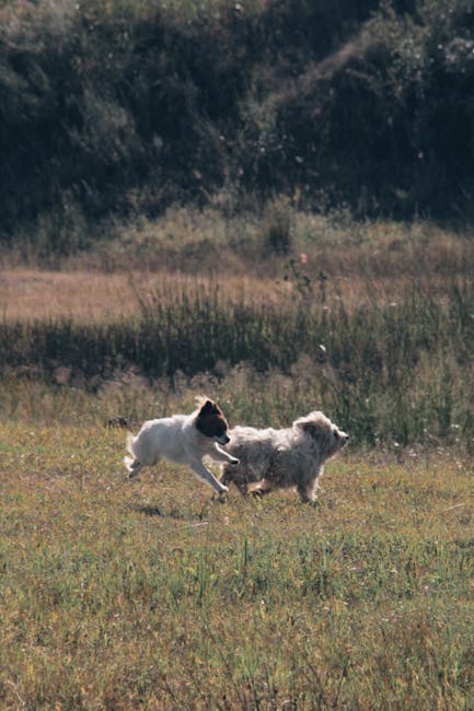 animals_15_33591591.jpg