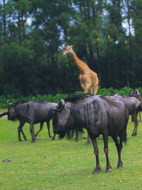 animals_05_14039902.jpg