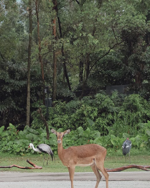 animals_03_16982647.jpg