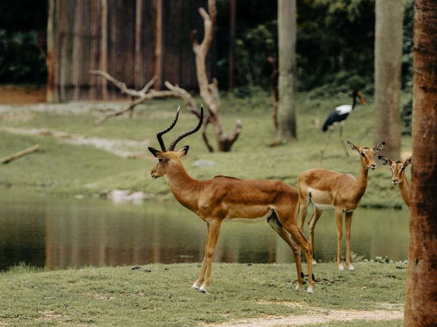 animals_06_13681225.jpg