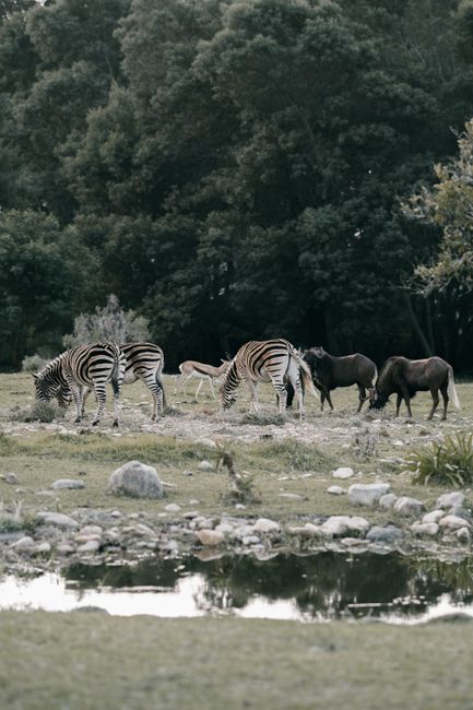 animals_04_5146792.jpg