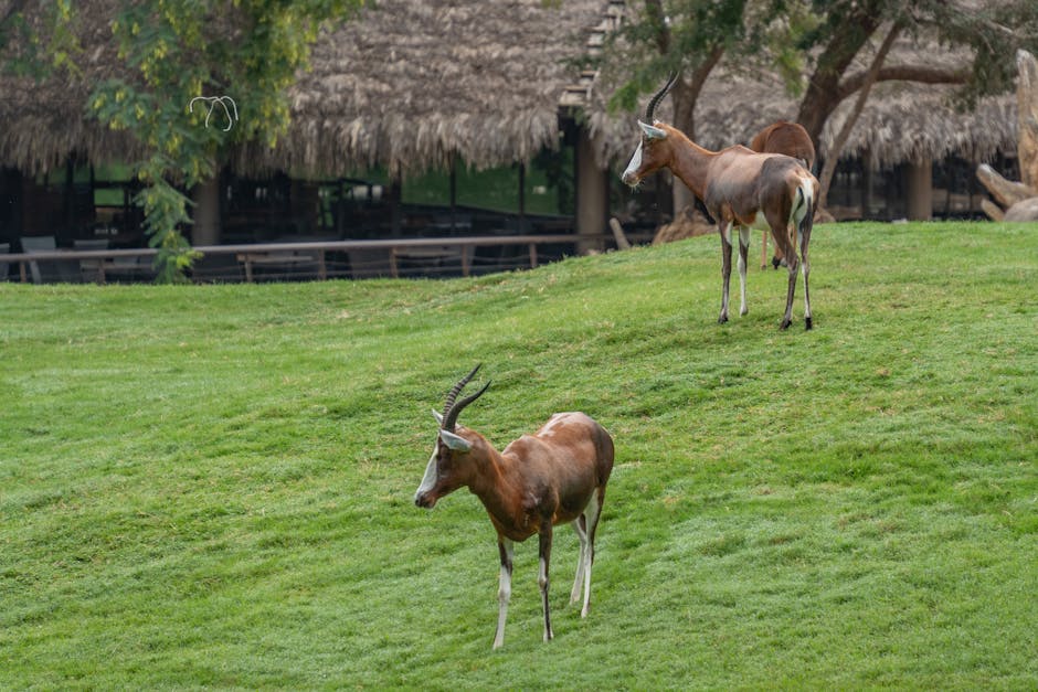 animals_01_28656564.jpg