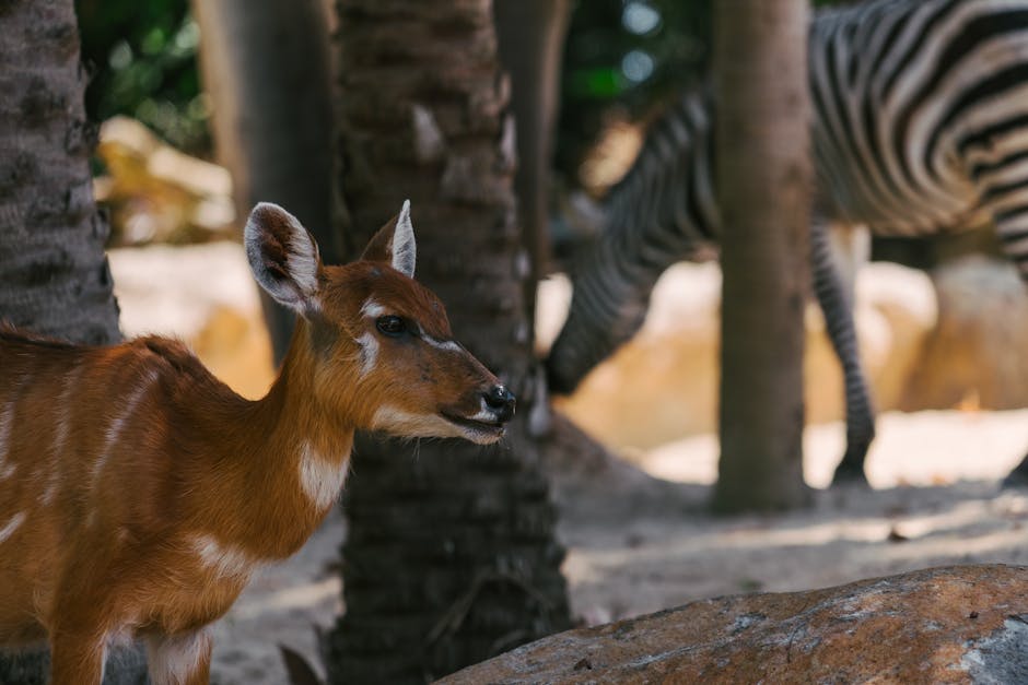 animals_02_7710399.jpg