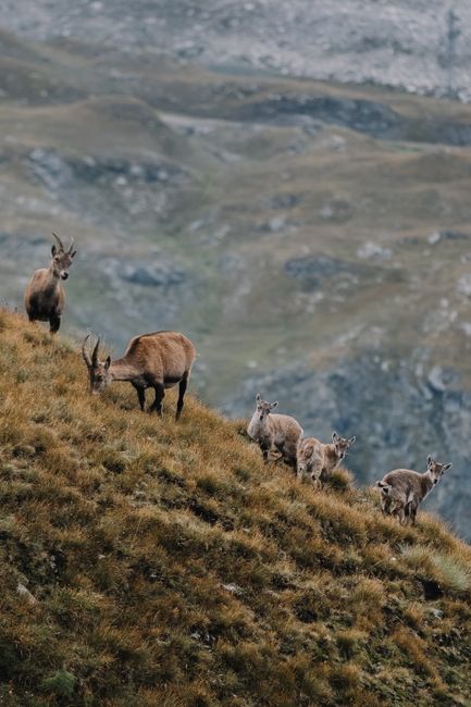 animals_08_28210181.jpg