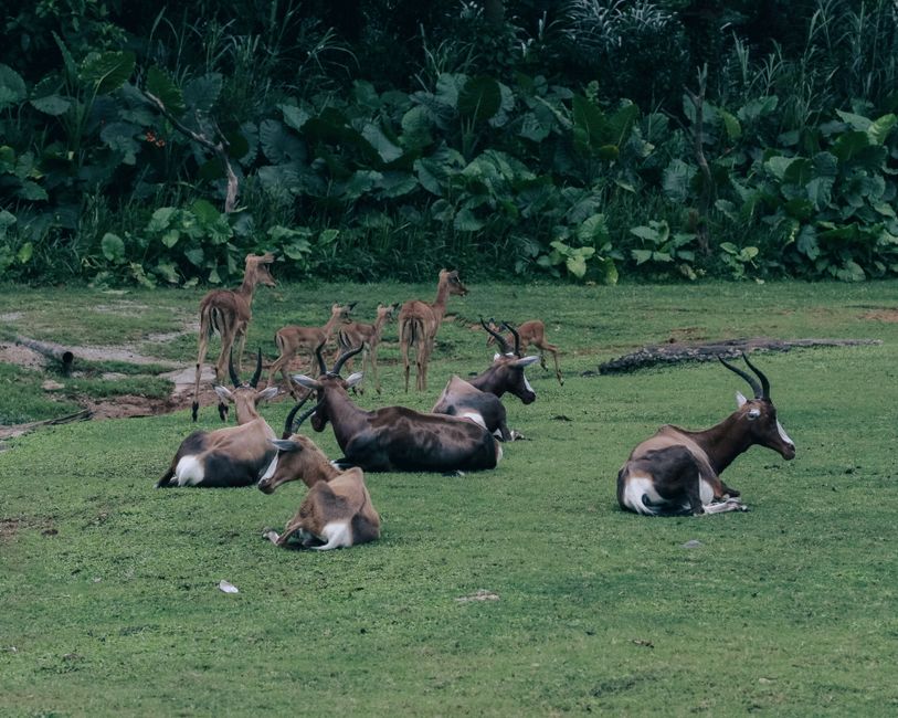 animals_13_16838924.jpg